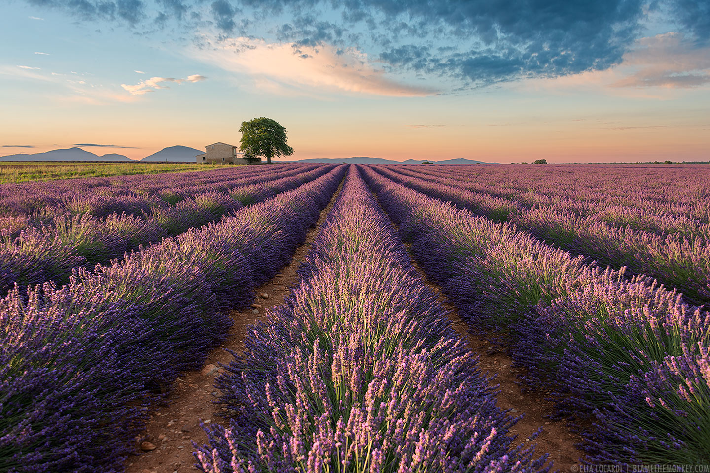 At sunrise, the colors of the lavender fields in Valensole France are absolutely spectacular.